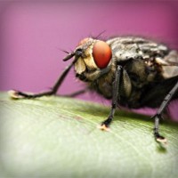 /album/italiya/photolia-a08-jpg/